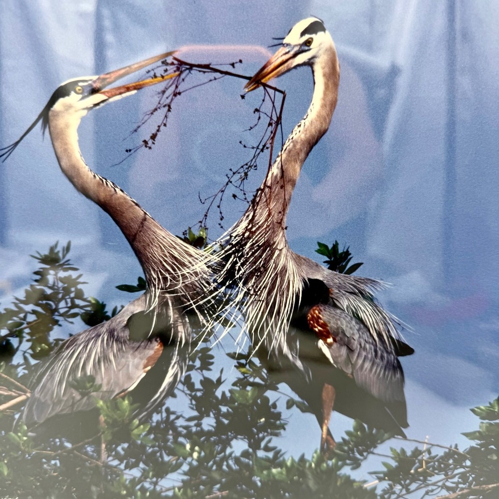 Barb Collins Signed 1994‎ Great Blue Heron Framed Photography Florida